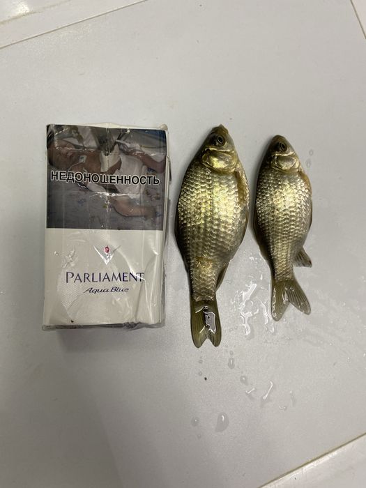 Продам Живец карась