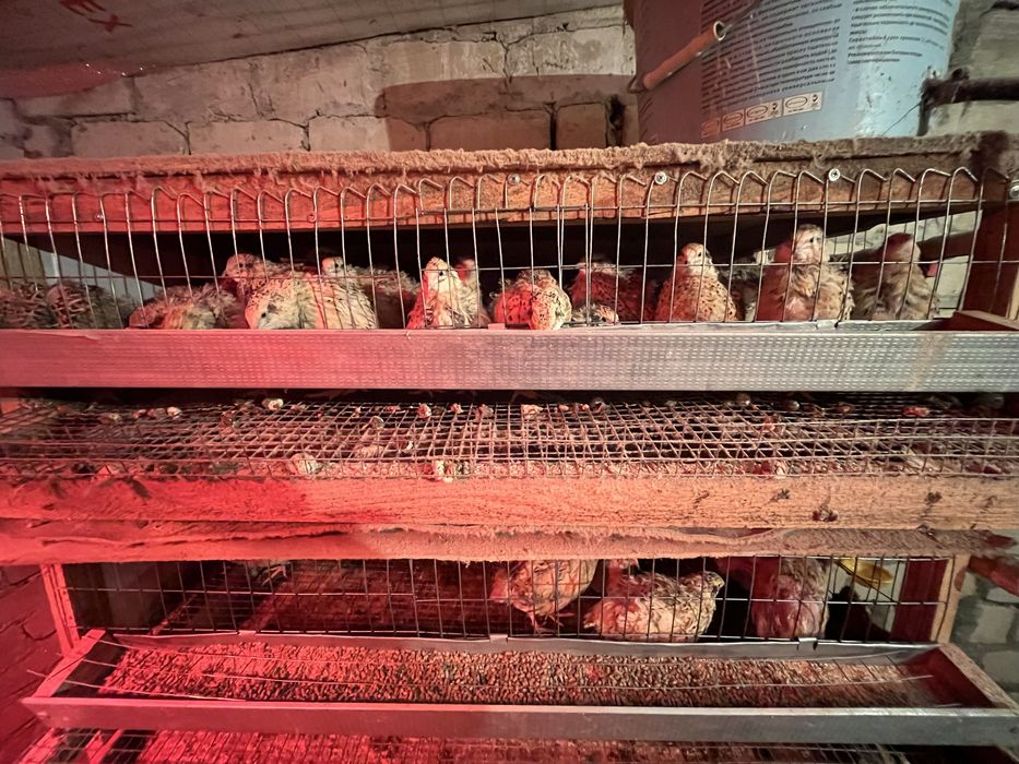 Перепелки несушки