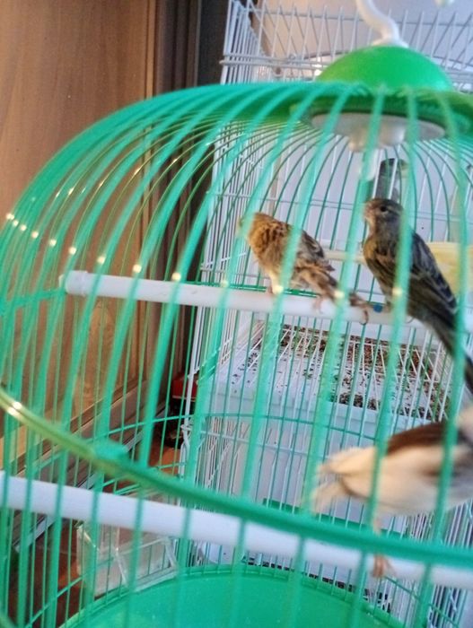 De vânzare   15 masculi.