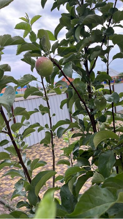 Дом с тепличным бизнесом