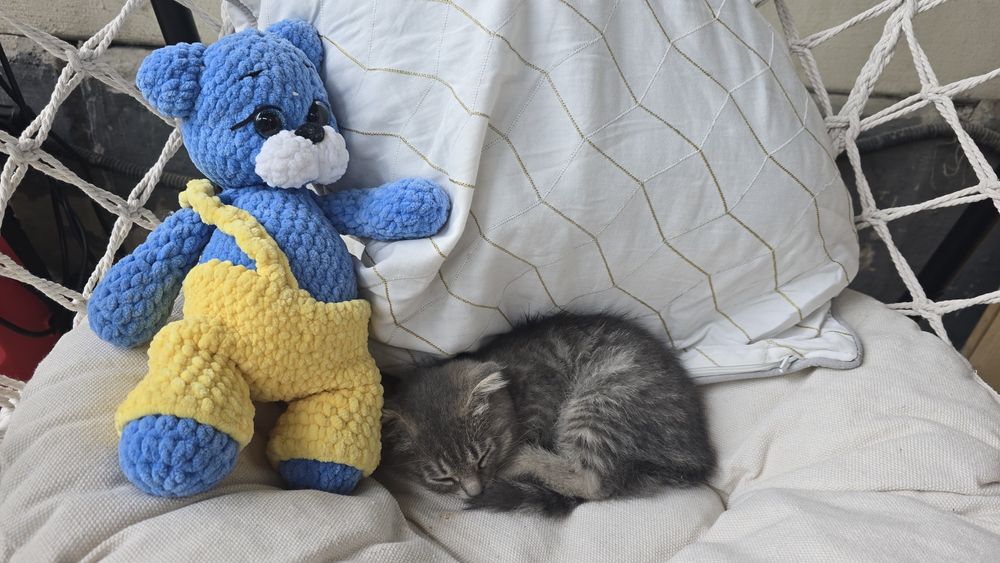 Бесплатно котёнок девочка