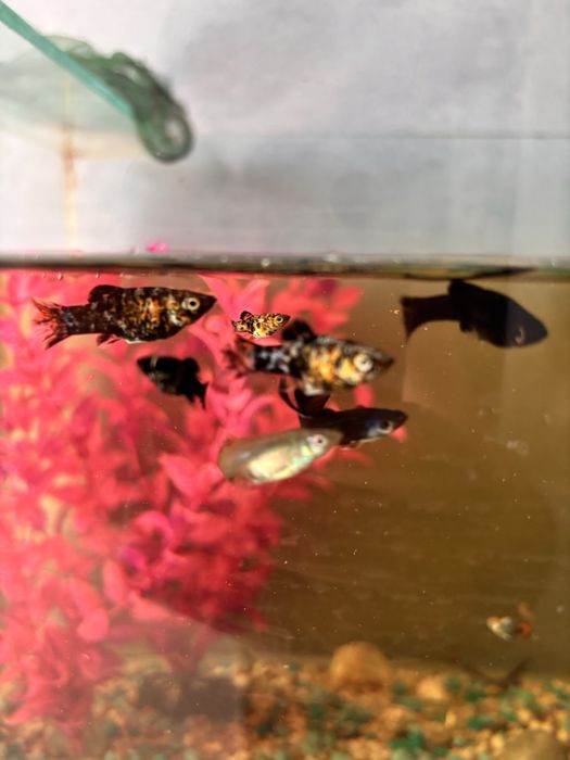 Продам аквариумные рыбки