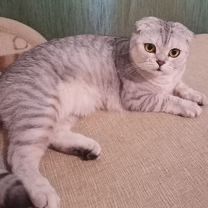 Астана! Отдам бесплатно британскую кошку