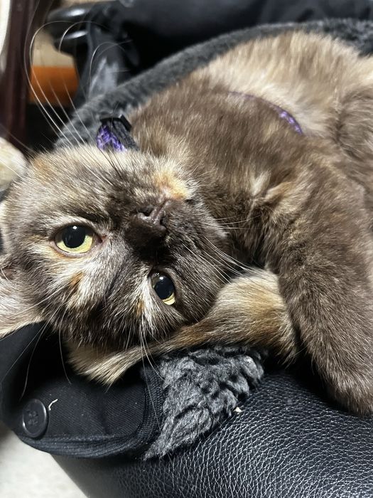 В добрые руки! Котёнок девочка