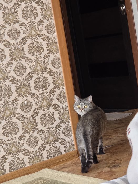 Шотландская прямоухая кошка