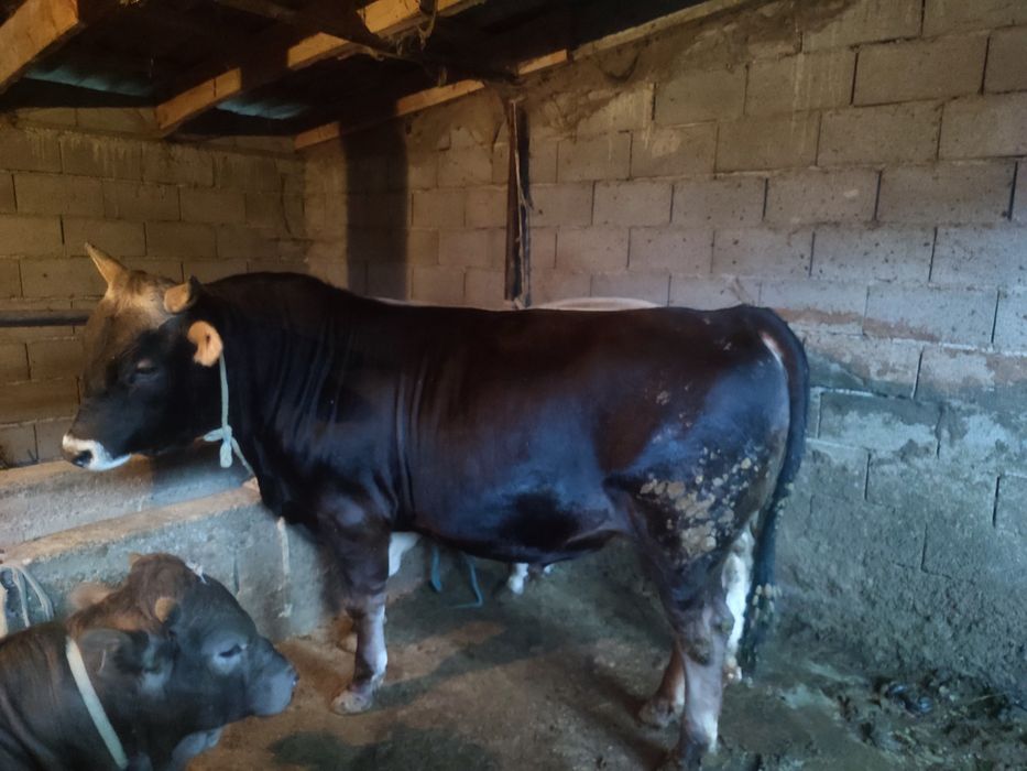 Бука сатам 1 жарым жастык