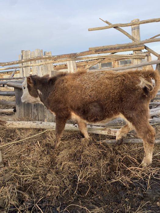 Тайша сатылады 5 бас