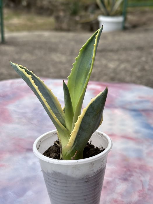 Продавам Агаве  разсад