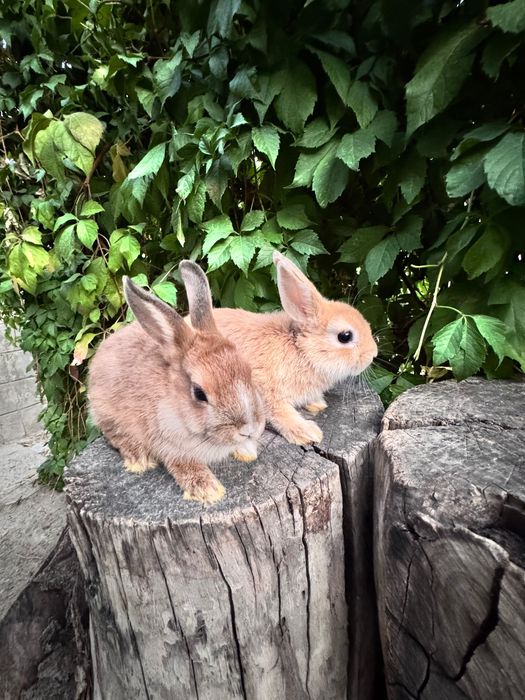 Продаются кролики  порода декоративный карликовый цветной кролик