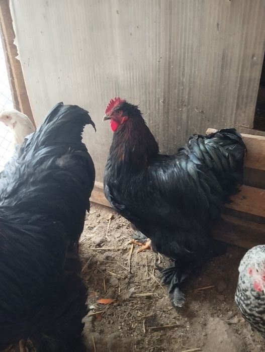Продам черного  Петуха