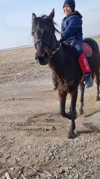 Үш жасар айғыр сатылады