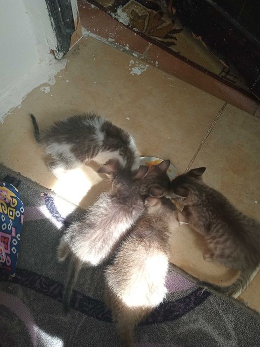 отдам КОТЯТ в добрые руки