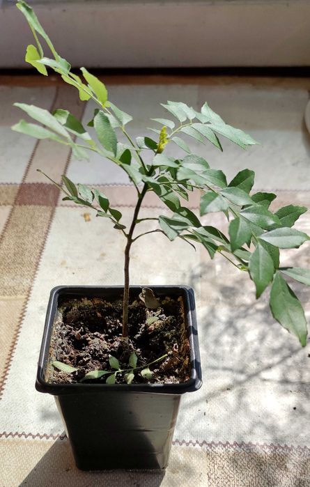 Къри лист, Мурая - Murraya koenigii