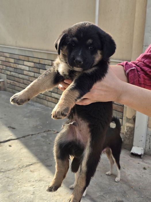 Щенки в хорошие руки