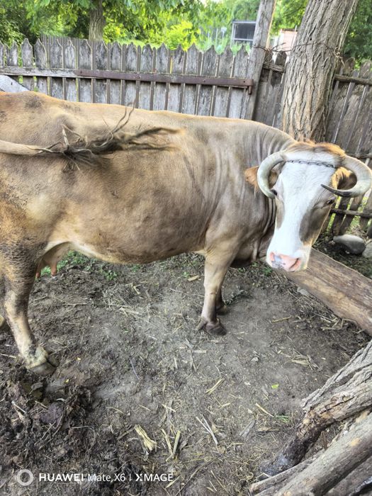 Vand vaca gestantă