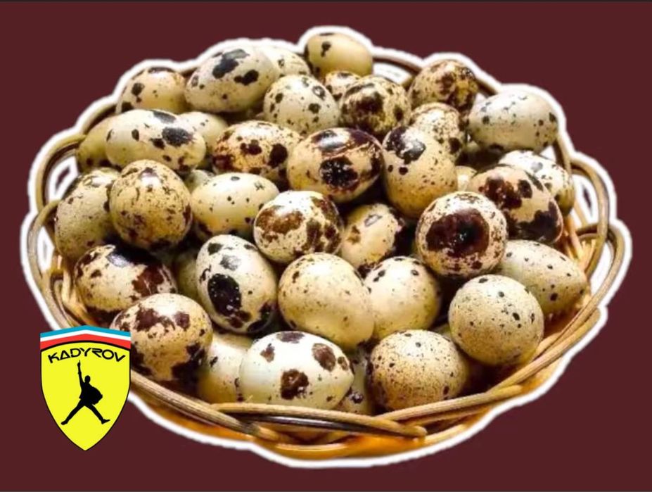 Оптом перепелиные яйца свежие, стабильные поставки