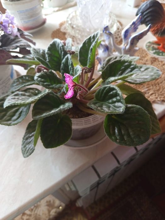 Фиалки на выбор цена СУПЕР