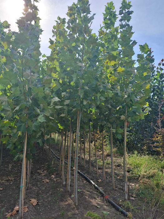 Platan ornamental (Platanus acerifolia) – Arbore de umbră impresionant