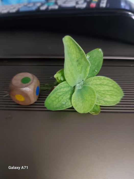 Продам креветок аквариумных