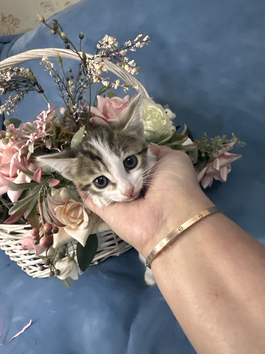 Отдам котят в добрые руки