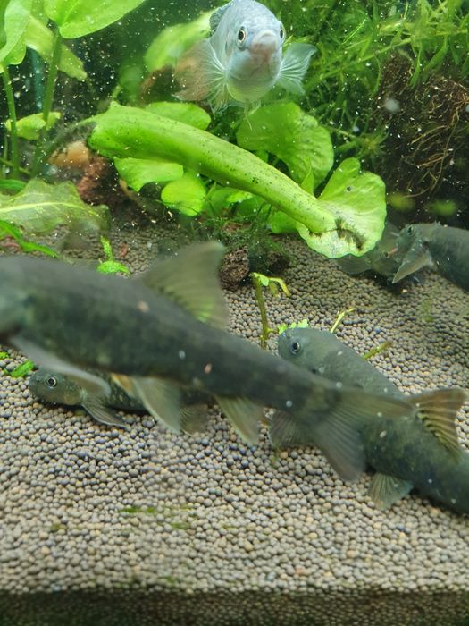 Гарра руфа спа рыбка