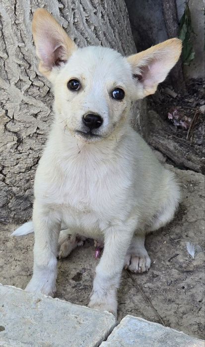 Щенки ищут дом и любящих хозяев