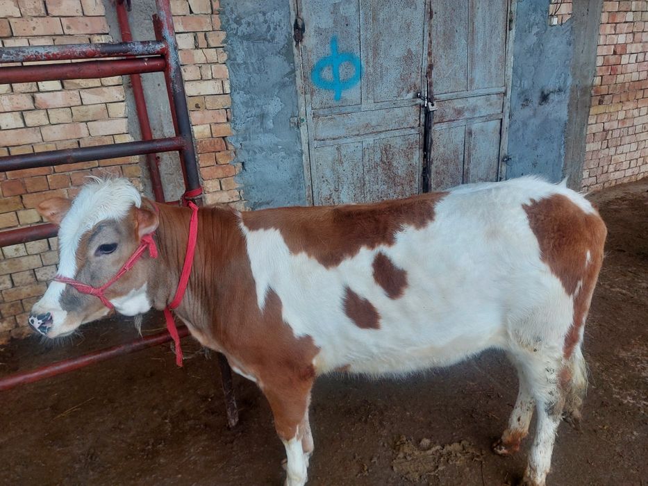 Gunajin soglom yeb ichishi yaxshi