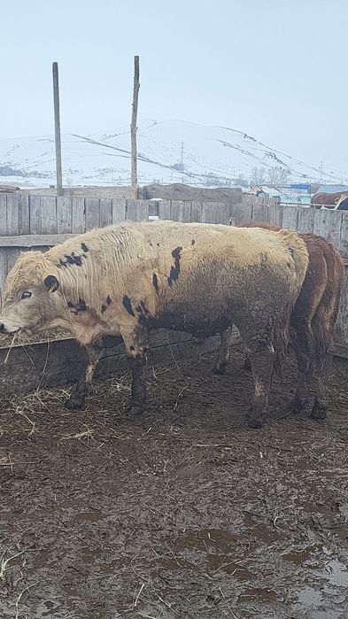 Племенной бык, бұқа