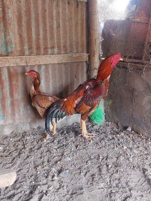 Дакан сатылады срочно