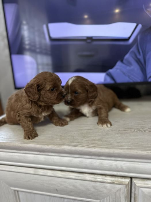 Cavapoo/Кавапоо