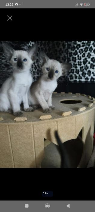 Ориентальные котята экстримального типа совреного типа