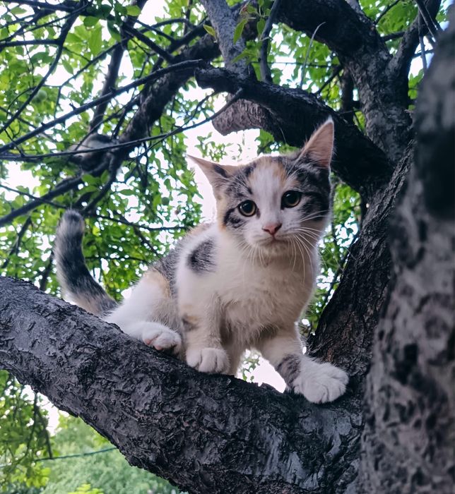 Одаю в добрые руки