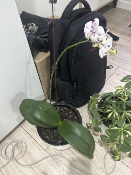 Продам орхидею и шефлеру