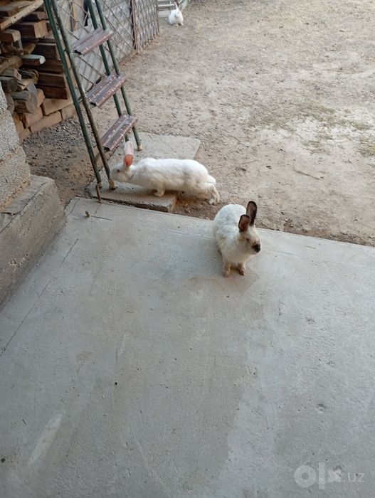 Quyon oilasi, Otasi xikol, onasi Kaliforniya. 3 ta bolasi bor 2 oylik