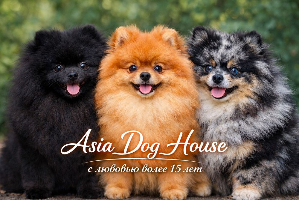 Самые обоятельные и превлекательные щеночки от Asia_Dog_House