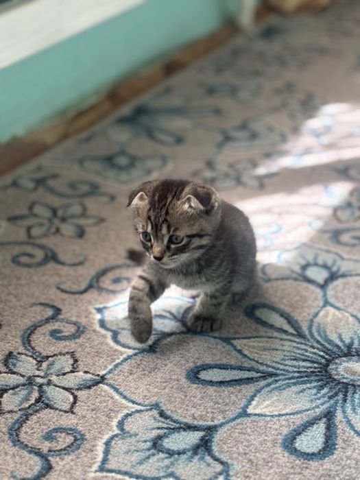 Продаем Кошку с котятами