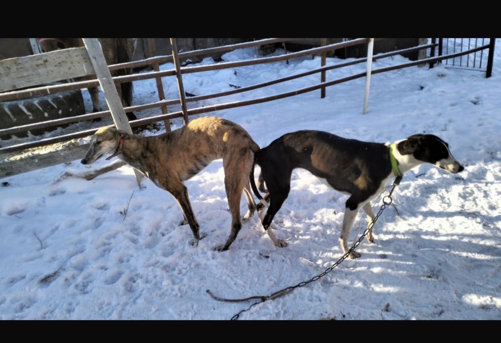 Грейхаунд,грей,гончия