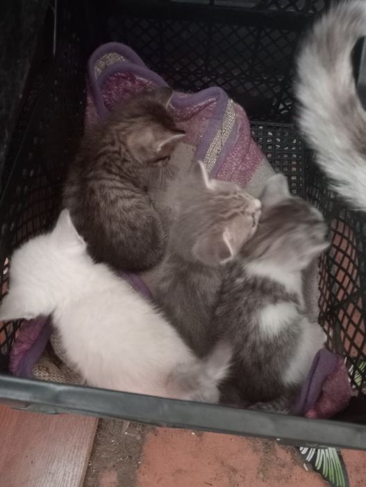 Отдам котят в добрые заботливые руки