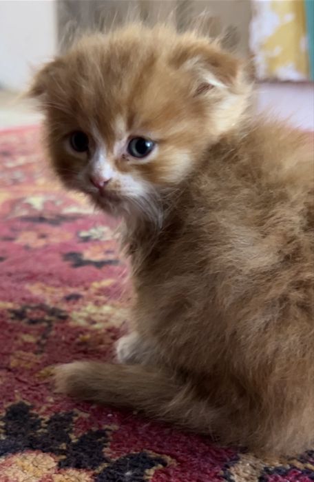 Вислоухий котенок, мальчик