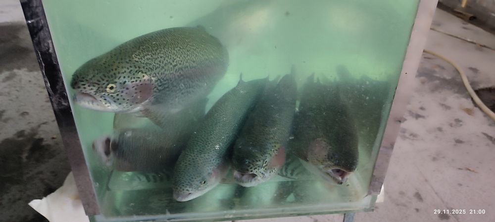 Farel tiriklayin dastafka bor Samarqand buylab