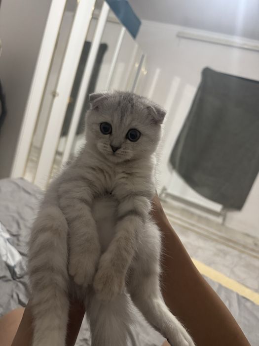 Шотландский вислоухий котёнок