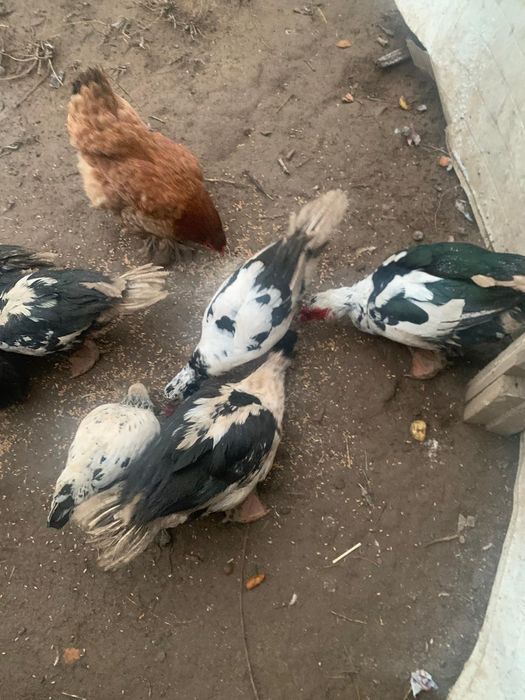 Уидин уиректерир