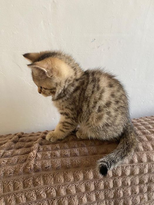 Продам породистых котят