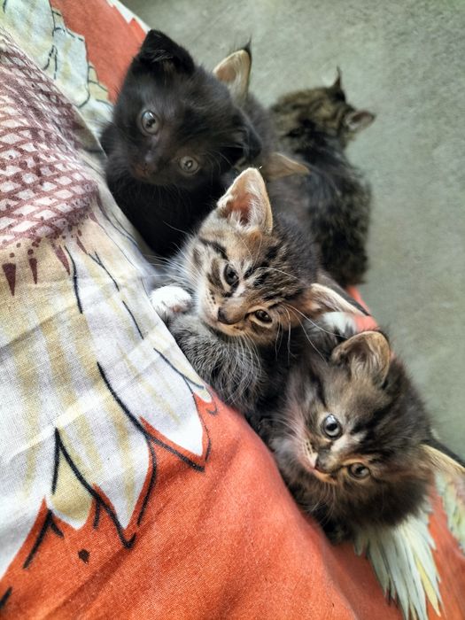 Отдам котят в добрые руки