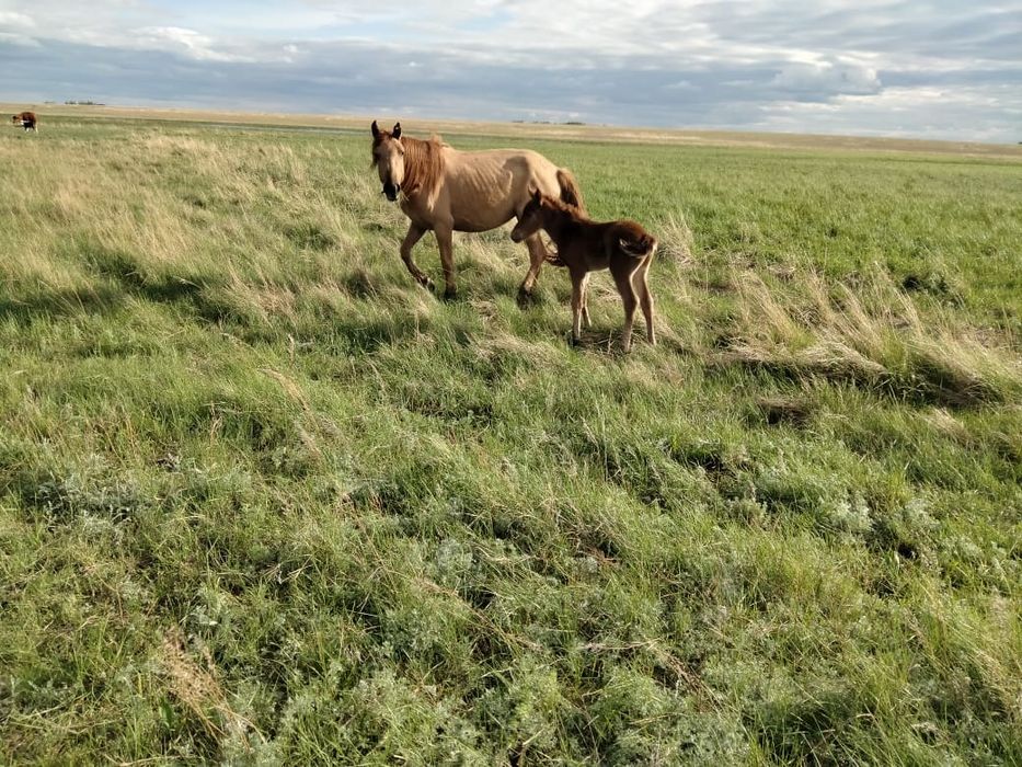 Продам лощади Кабылу с жеребёнком