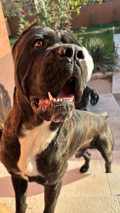 Кане Корсо для вязки