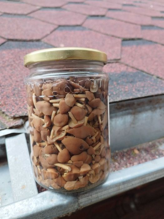 Диворастящи гъби