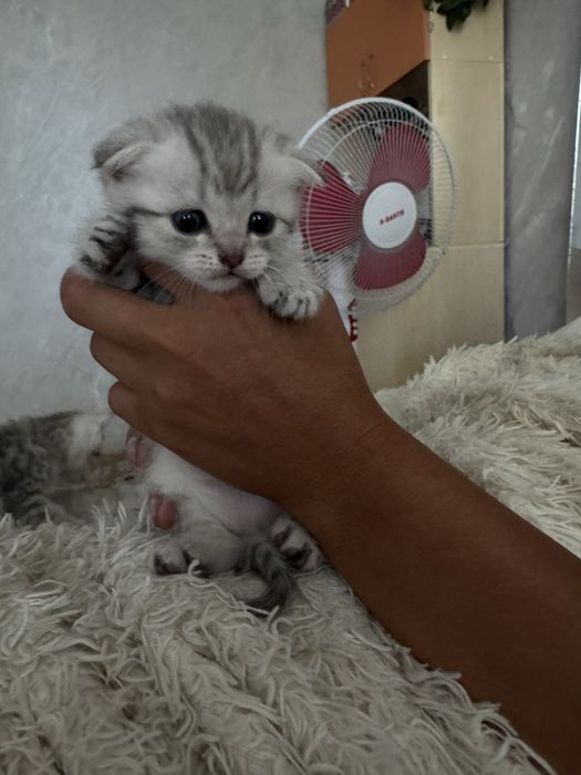 котята шотландские