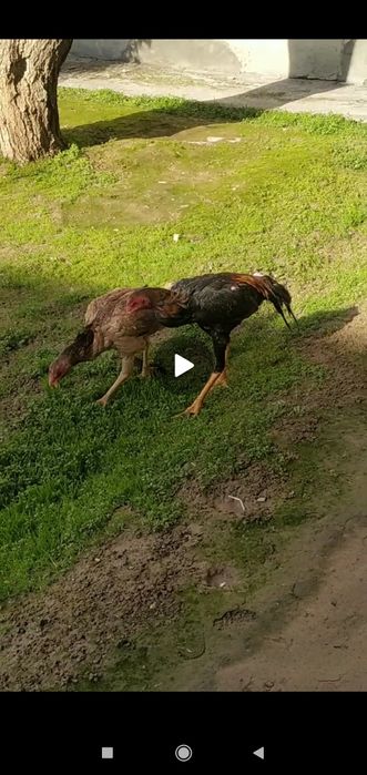 Shamola xoroz va tovuq sotiladi