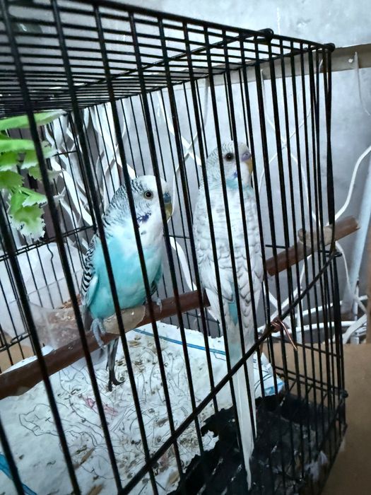 Valnisti toti sotiladi nar lar  sotiladi aybi yoq tayyor iahlashka